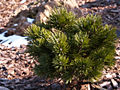 Pinus mugo Rejwiz IMG_4662 Sosna kosodrzewina